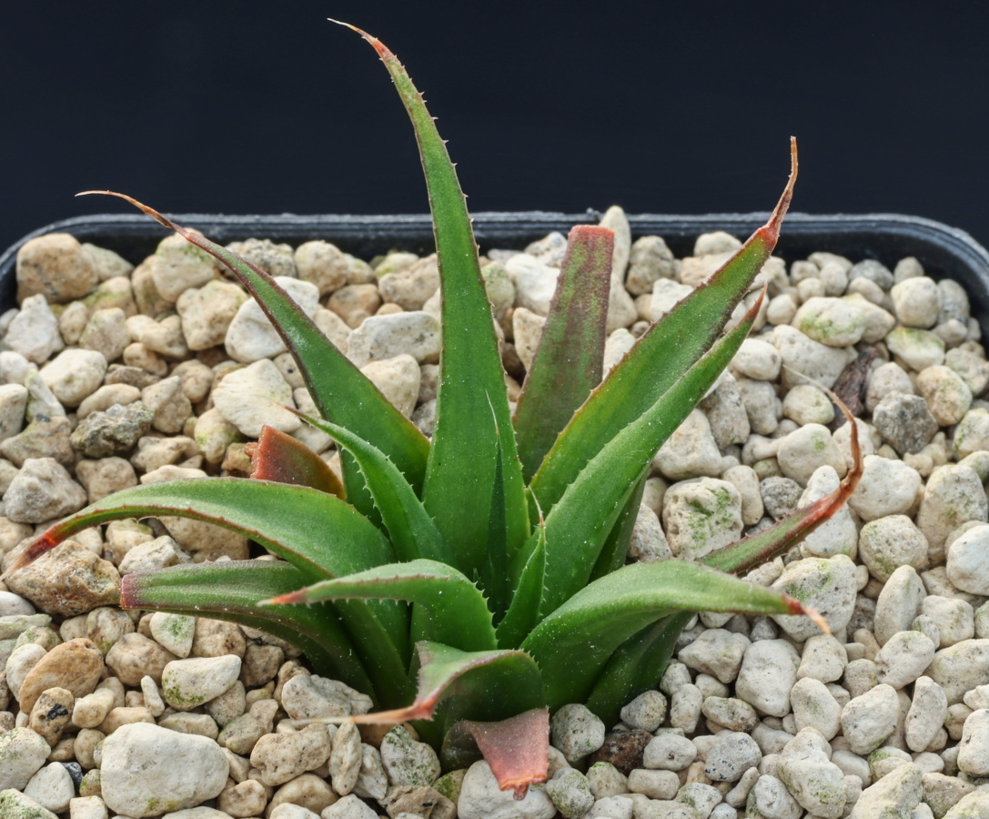 01546 cl1 haworthia floribunda nw of swellendam mbb6527 2