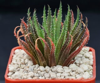 01592 cl2 haworthia monticola n of eensaamheid to buffelskloof ib06608