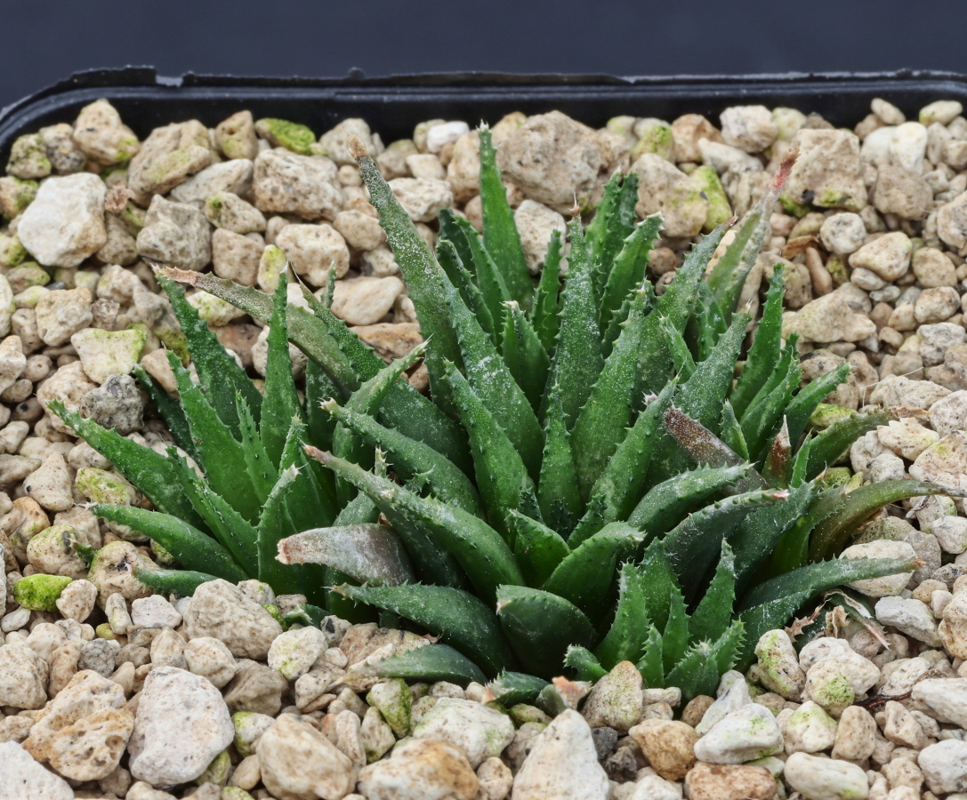 01602 cl1 haworthia chloracantha var subglauca great brakrivier jdv84 014