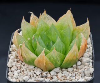 01847 cl2 haworthia cymbiformis emeralda kok se pad n of kirkwood mbb6925