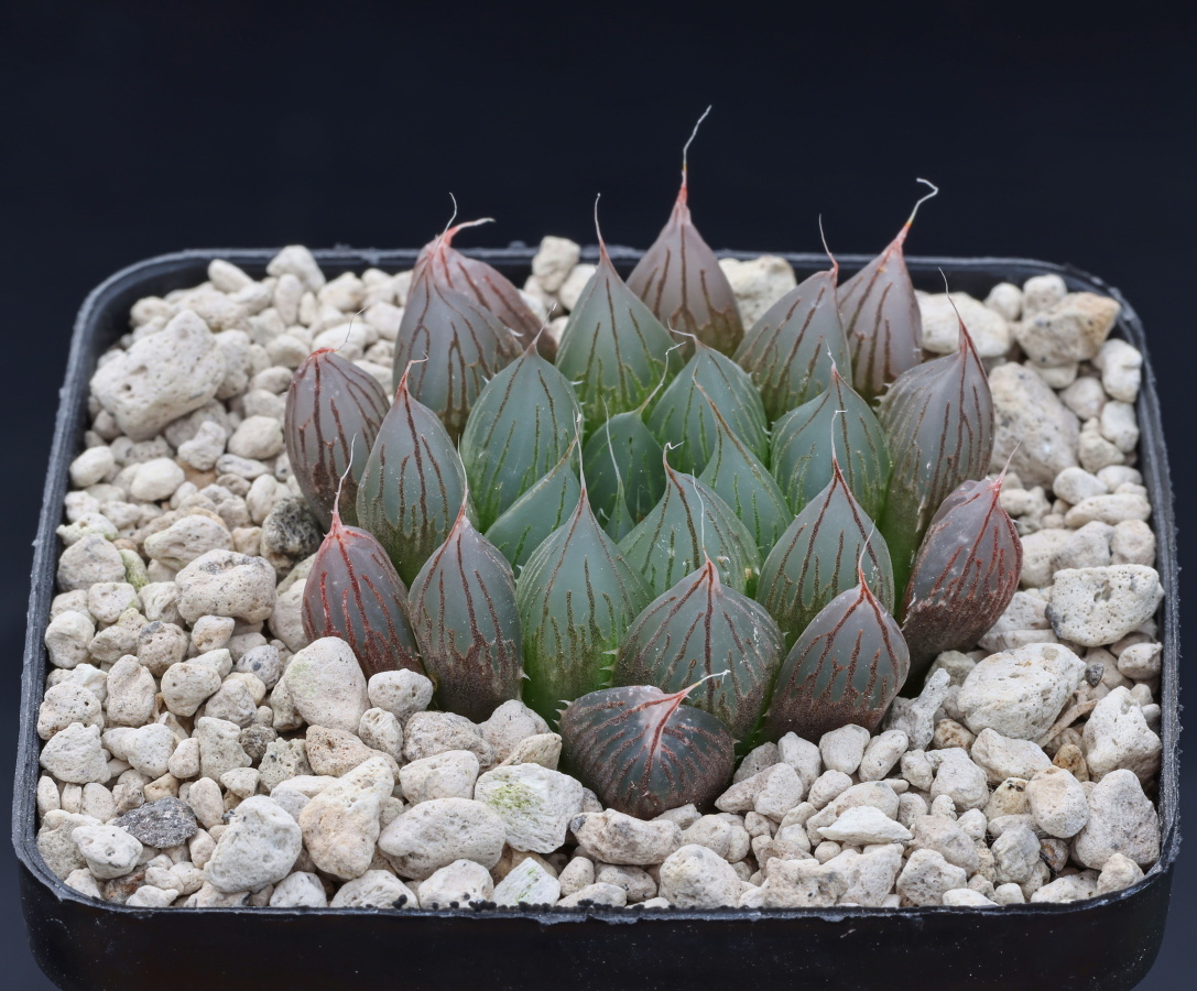 01956 cl1 haworthia cooperi var pilifera fumosa nn turnoff to glen craig ib11254