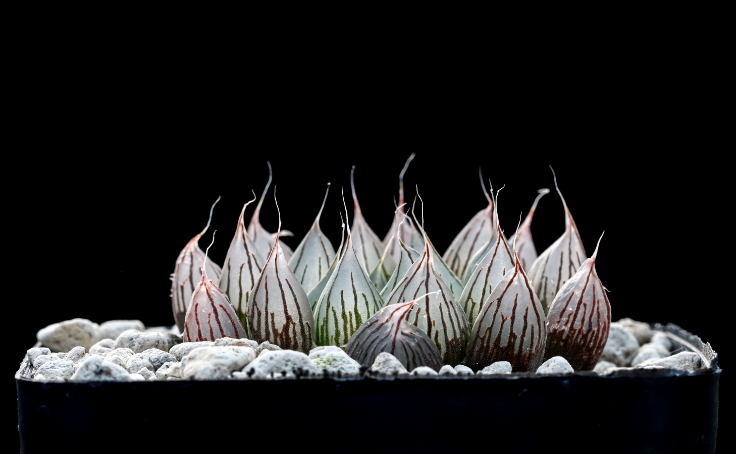 01956 cl1 haworthia cooperi var pilifera fumosa nn turnoff to glen craig ib11254 1