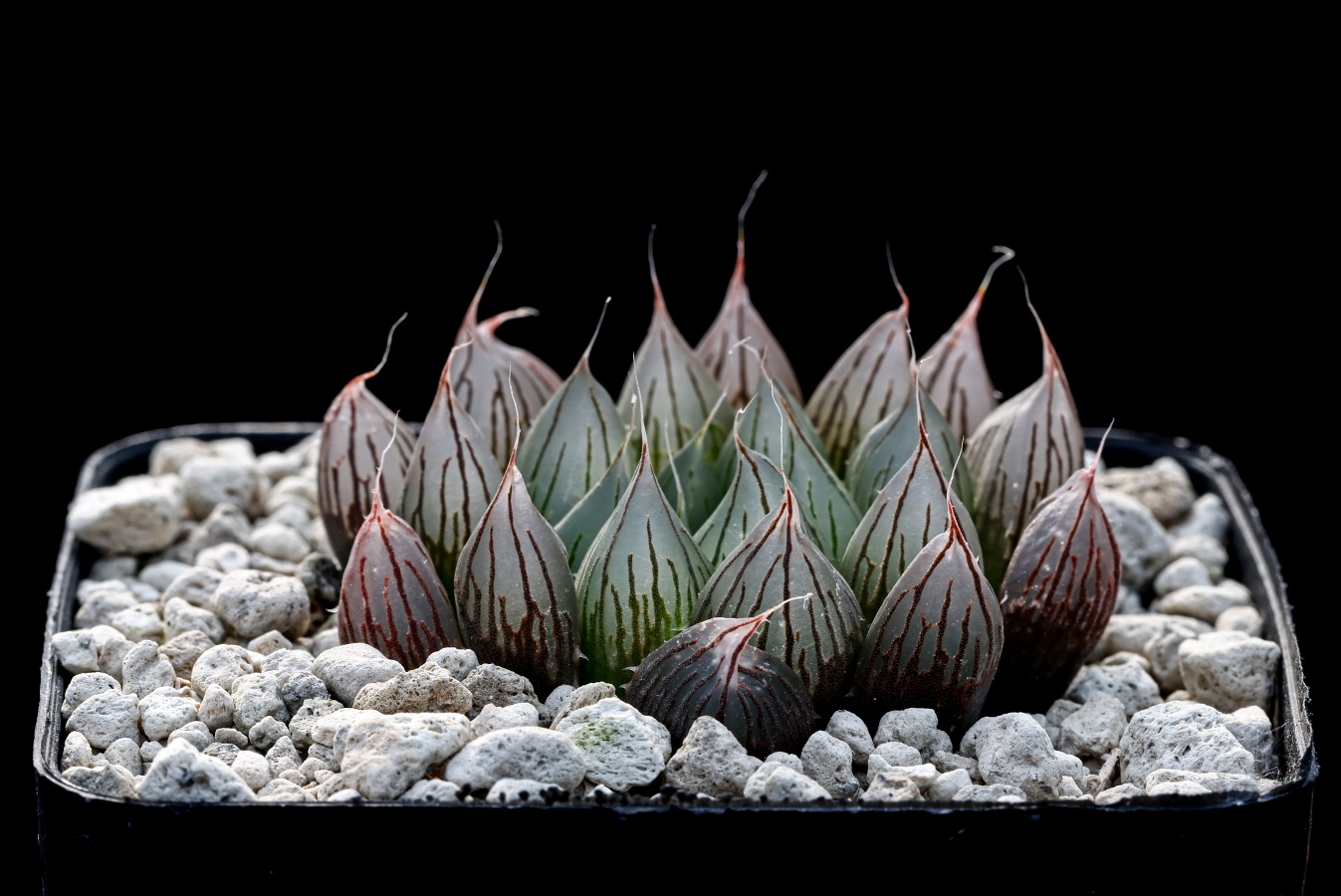 01956 cl1 haworthia cooperi var pilifera fumosa nn turnoff to glen craig ib11254 2