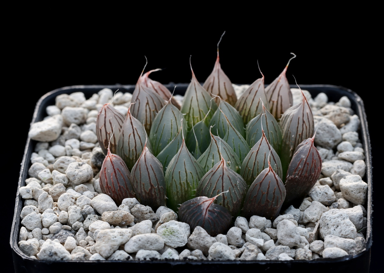 01956 cl1 haworthia cooperi var pilifera fumosa nn turnoff to glen craig ib11254 3