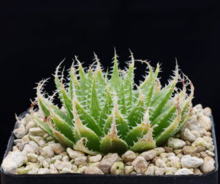 02043 haworthia decipiens var virella regina just s of klipplaat ib06674