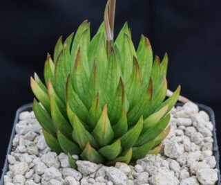 02076 cl1 haworthia pulchella var globifera wolwefontein plathuis touwsberg tl mbb6763