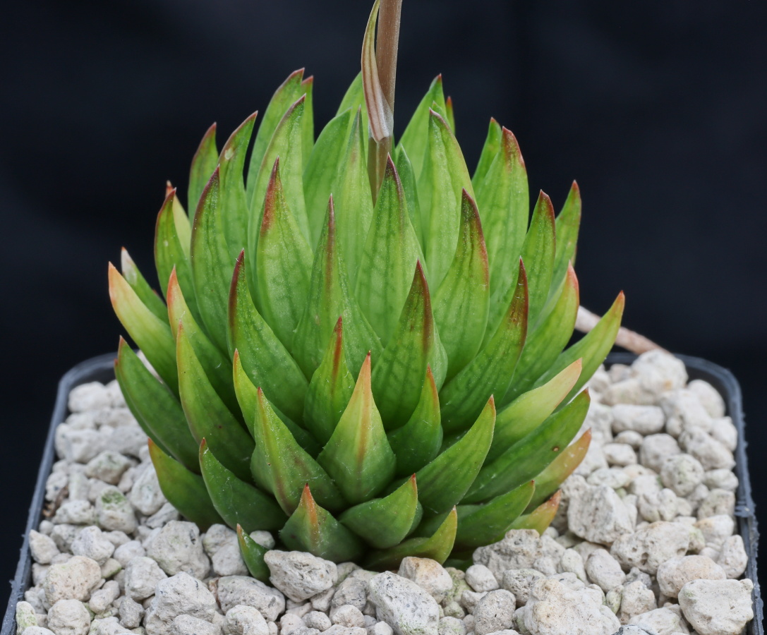 02076 cl1 haworthia pulchella var globifera wolwefontein plathuis touwsberg tl mbb6763