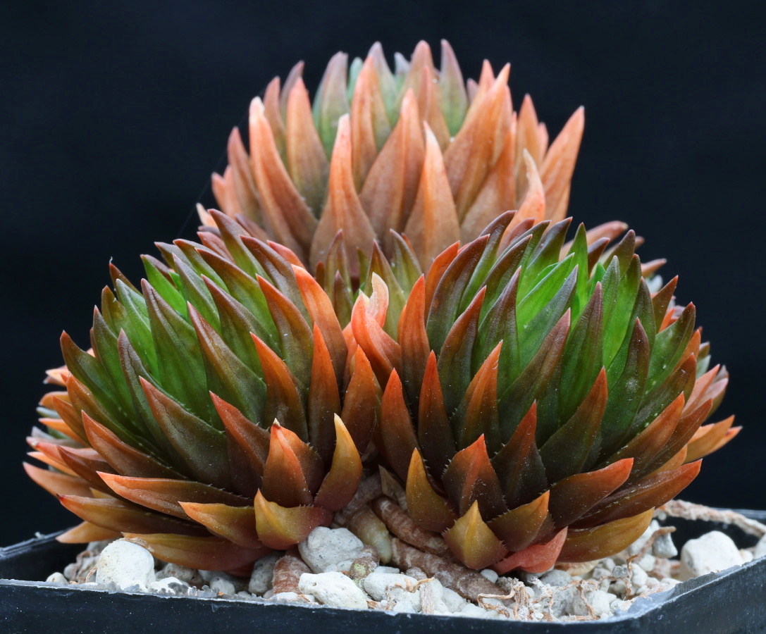 02076 cl2 haworthia pulchella var globifera wolwefontein plathuis touwsberg tl mbb6763