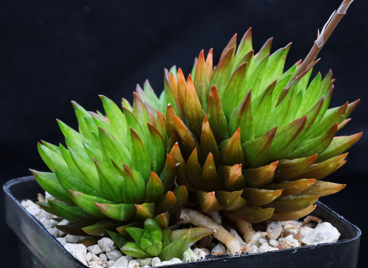 02076 cl2 haworthia pulchella var globifera wolwefontein plathuis touwsberg tl mbb6763 2