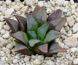 02261 cl3 haworthia mirabilis koei se kop se heidelberg mbb7809
