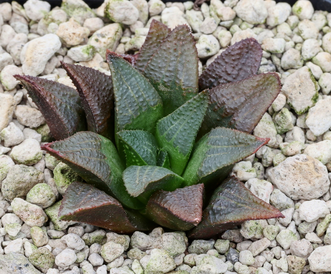 02261 cl3 haworthia mirabilis koei se kop se heidelberg mbb7809