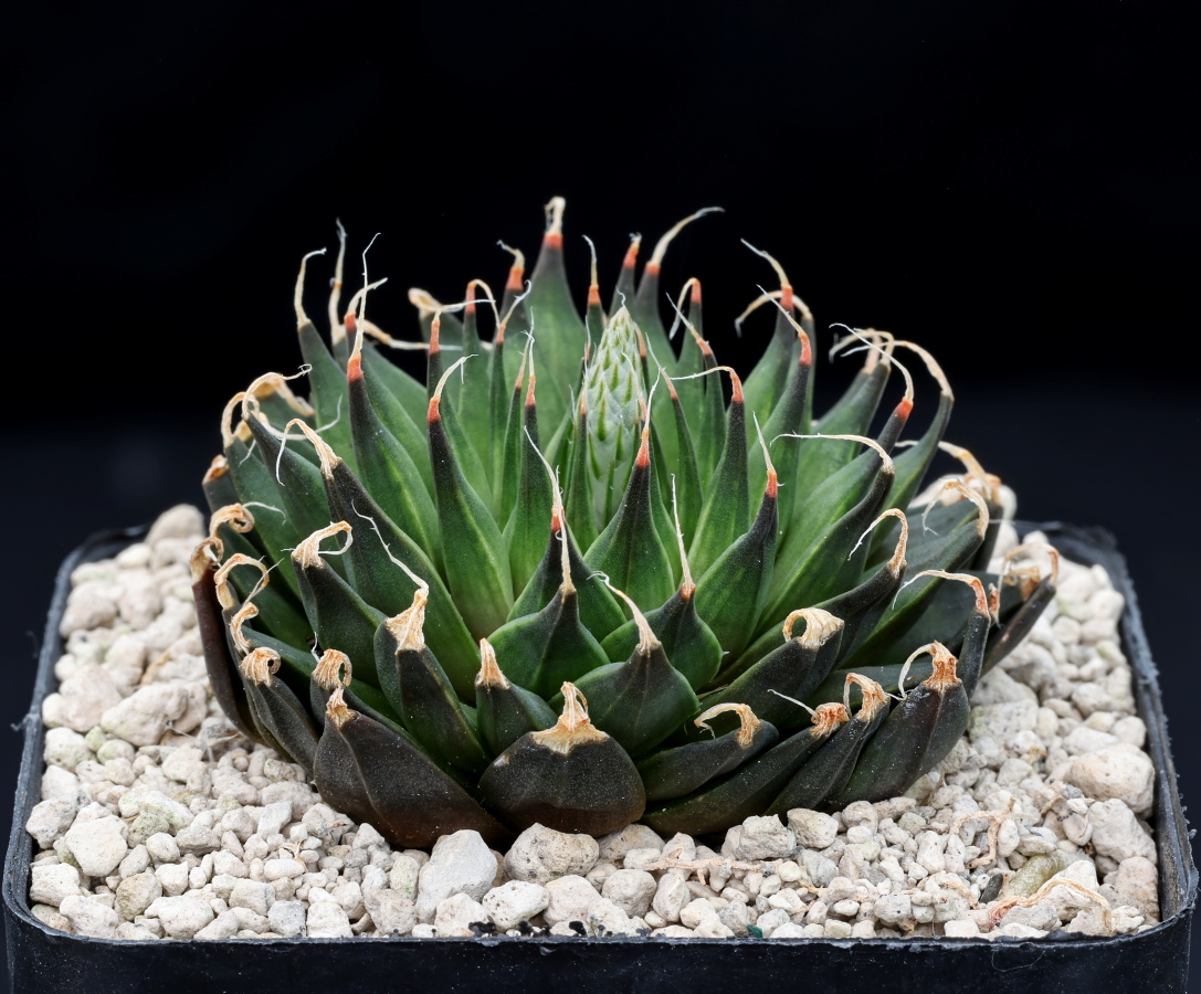 02326 haworthia arachnoidea var nigricans macroyalis nn red hills 5 km s of oudtshoorn vdv021