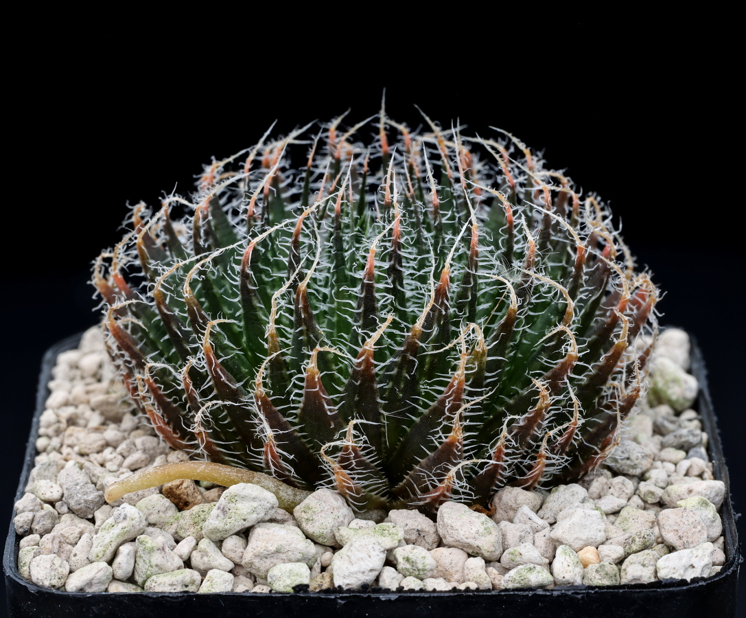 03264 haworthia arachnoidea var nigricans spec nov s of ladismith lcb13
