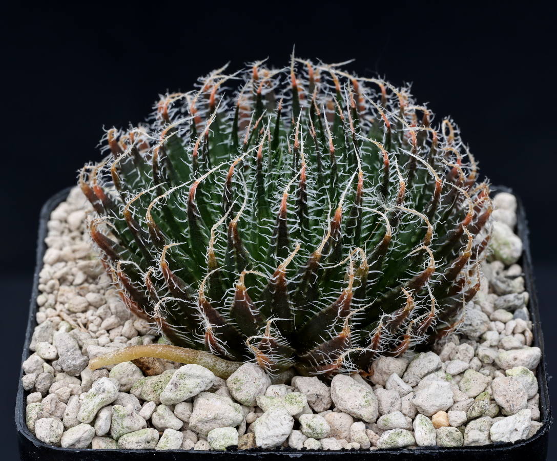 03264 haworthia arachnoidea var nigricans spec nov s of ladismith lcb13 2