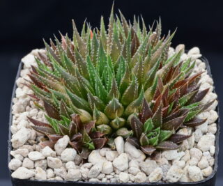 03398 cl4 haworthia monticola leeukloof w willowmore