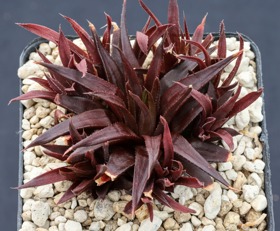 03562 cl1 haworthia angustifolia viridula nn near aalwynspoort w of riebeek oos
