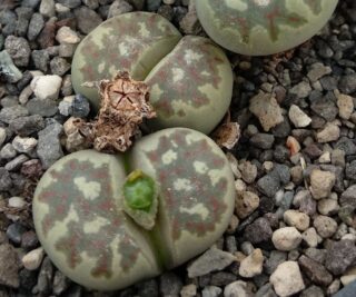 l013 lithops dorotheae f357