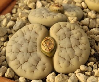 l021 lithops gracilidelineata c261