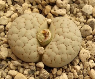 l023 lithops gracilidelineata c374
