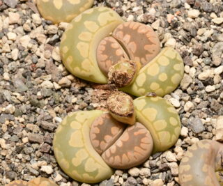 l077 lithops otzeniana sh531 e brakfontein rsa