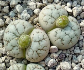 l098 lithops werneri c188
