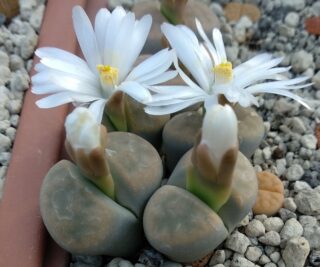 l100 lithops karasmontana var immaculata c417
