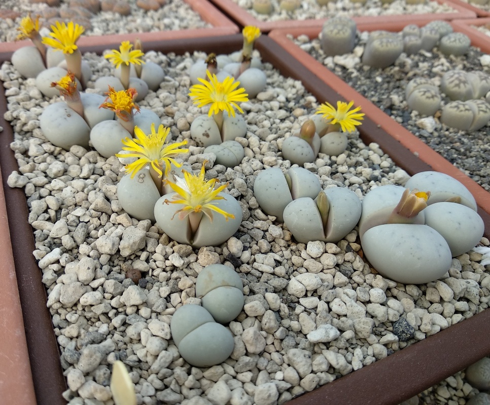 l106 lithops ruschiorum rh3317 erongo hentiesbaai 200 m