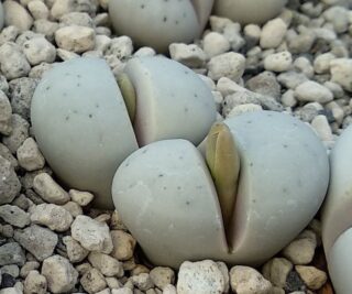 l106 lithops ruschiorum rh3317 erongo hentiesbaai 200 m 2