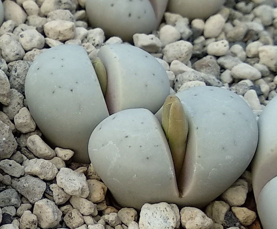 l106 lithops ruschiorum rh3317 erongo hentiesbaai 200 m 2