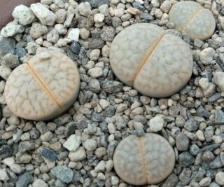 l186 lithops vallis mariae c281