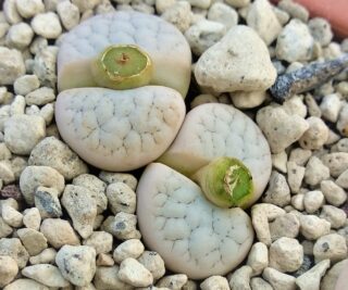 l192 lithops gracilidelineata c367