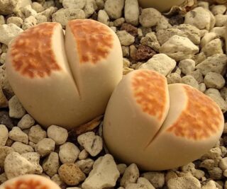 lcv09 lithops karasmontana red selection cv summitatum