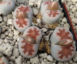 lcv10 lithops karasmontana red selection