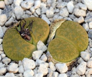 lcv14 lithops lesliei cv vivid green 2