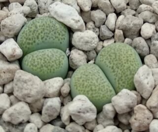 lcv25 lithops terricolor cv green sandport