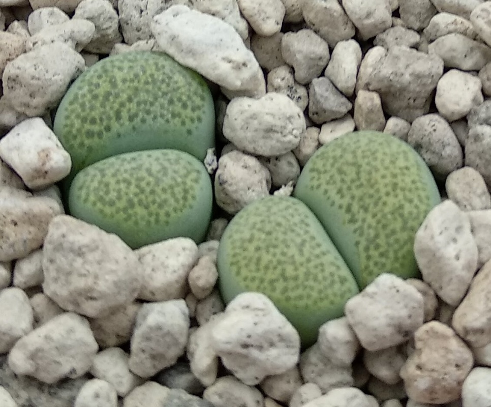 lcv25 lithops terricolor cv green sandport