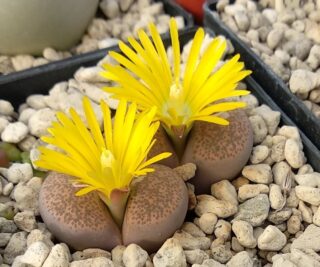 lcv26 lithops terricolor cv pinky