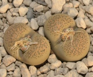 lcv27 lithops terricolor cv silver spurs c132a 2