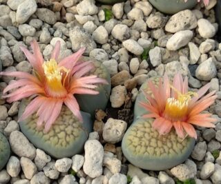 lcv29 lithops verruculosa cv rose of texas 3