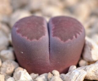 lcv31 lithops salicola cv bacchus