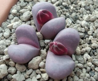 lcv38 lithops meyeri cv hammeruby c272a 2