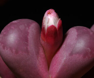 lcv46 lithops optica cv rubra 5