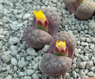 lcv47 lithops otzeniana cv cesky granat