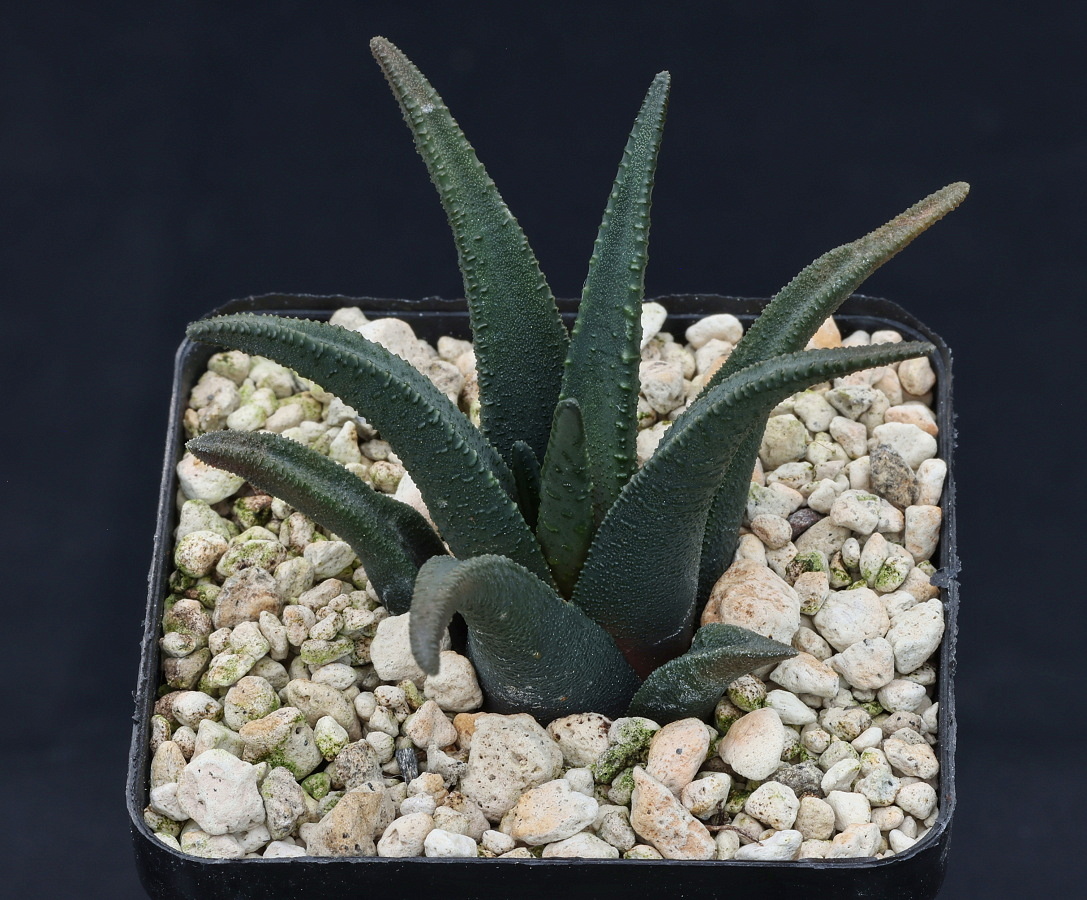 w00446 1 haworthiopsis sordida soutkloof s of addo dmc sn 2