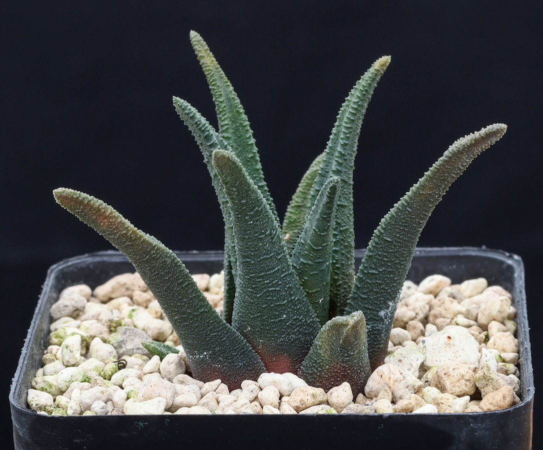 w00446 2 haworthiopsis sordida soutkloof s of addo dmc sn 2