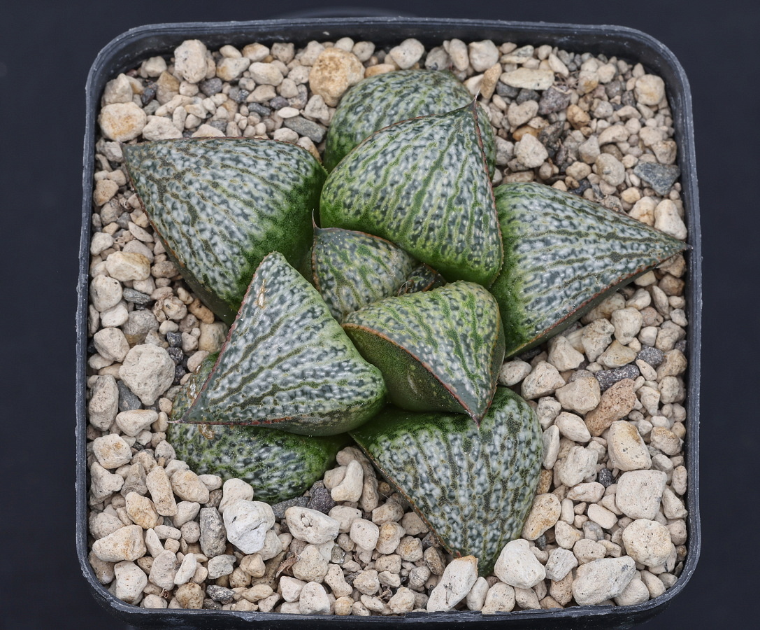 w00608 1 haworthia mirabilis var splendens soutpanskoppies w of albertinia gm452