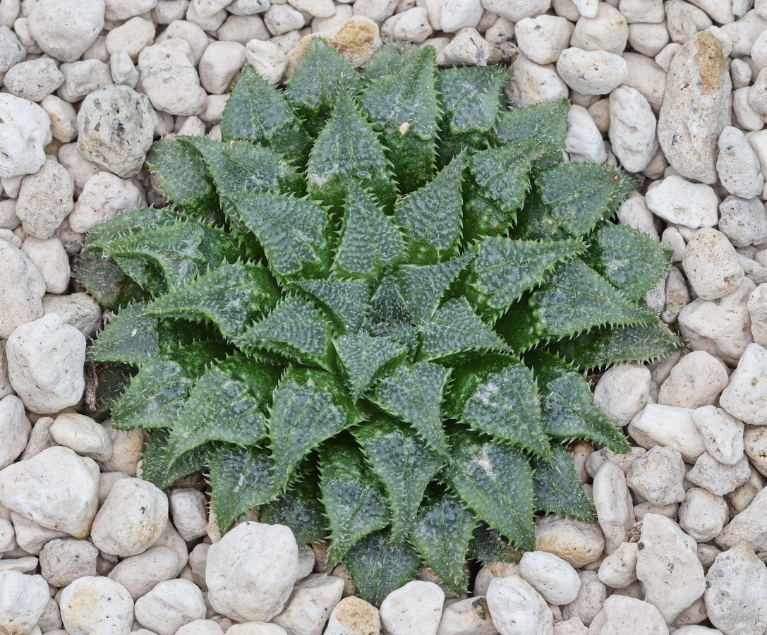 w00700 1 haworthia mirabilis var maraisii n of mcgregor mbb6646