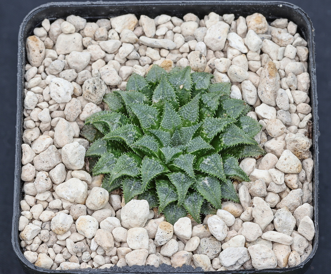 w00700 1 haworthia mirabilis var maraisii n of mcgregor mbb6646 2