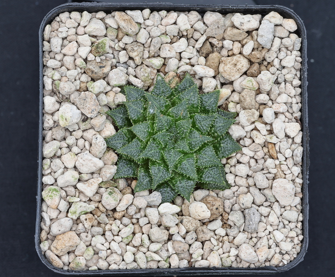 w00700 2 haworthia mirabilis var maraisii n of mcgregor mbb6646