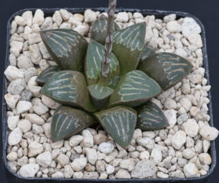 w01081 1 haworthia mutica se of drew mbb6512
